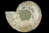 Cut & Polished Ammonite Fossil (Half) - Madagascar #149601-1